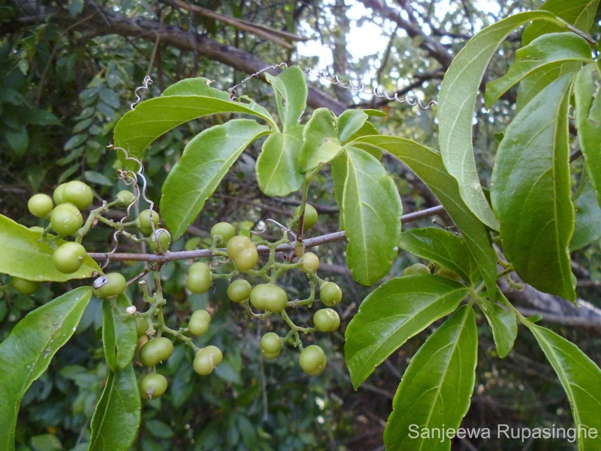 Tetrastigma nilagiricum (Miq.) B.V.Shetty